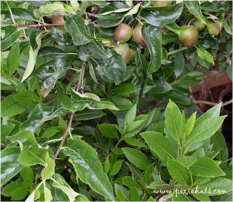 Growing apple s and bay leaf trees