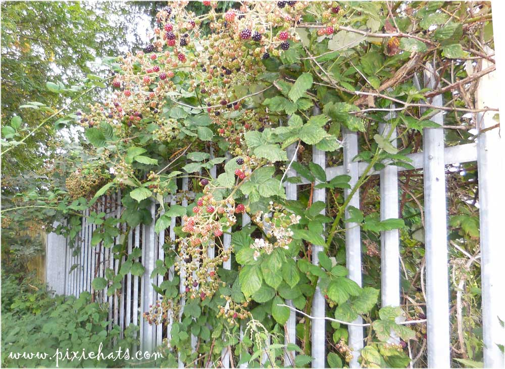 Blackberry brambleg growing wild