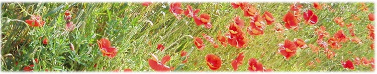 Field of poppy and whetat