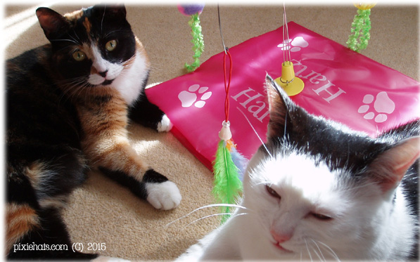 A list of our best cat toys