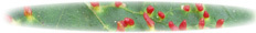 red lumps on sycamore leaf