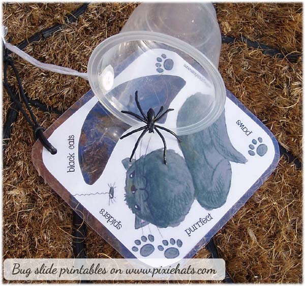 Black cat bug slide