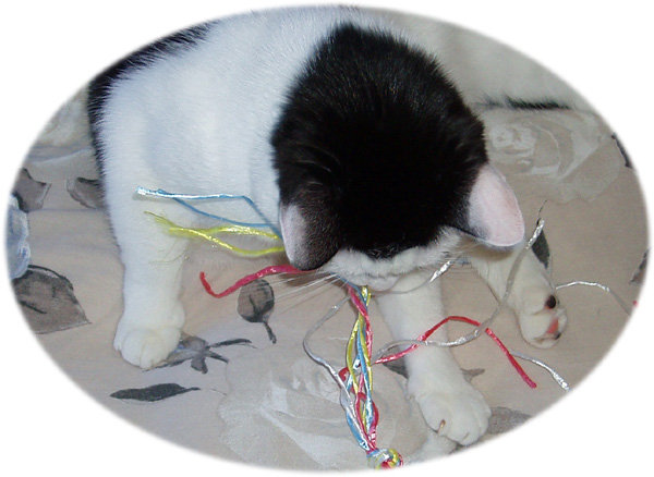 Cat floss - handmade string toy for feline oral hygiene