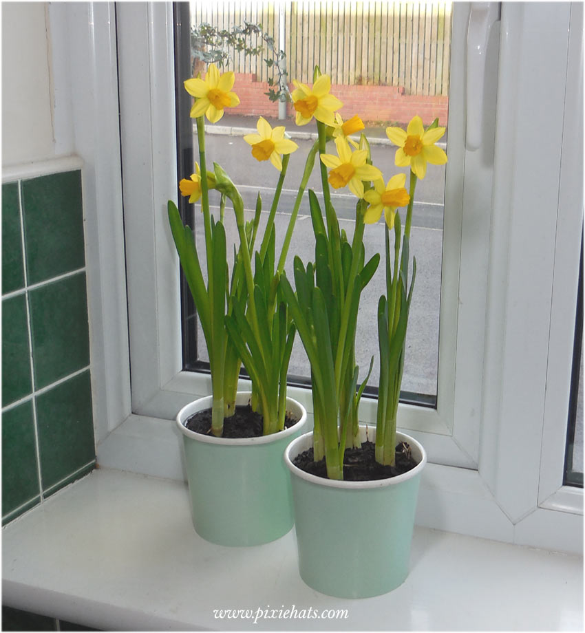 Windowsill daffodils