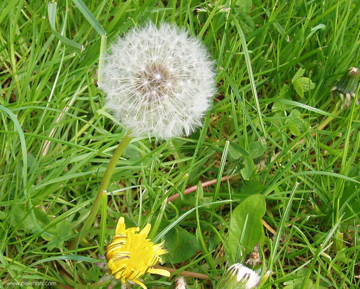 Dandelion clock wallpaper - garden lawn