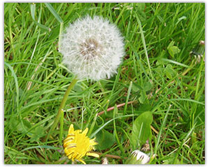 Dandelion clock wallpaper