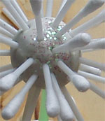 Insert your dandelion cotton bud  s into the ball of clay