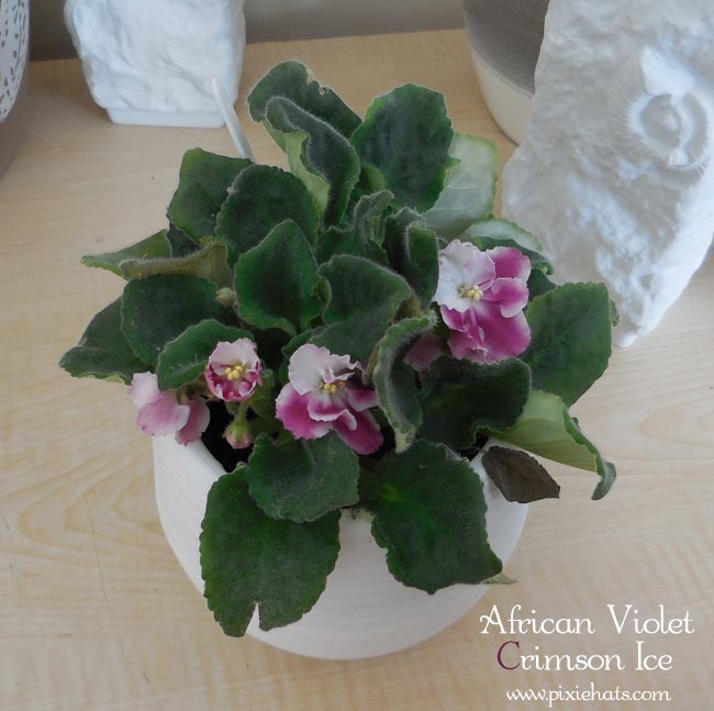 Fully grown african violet plant - Crimson Ice