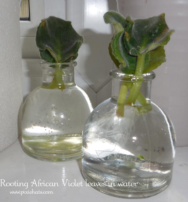 rooting african violets in water
