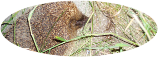hedgehog's nightly visits