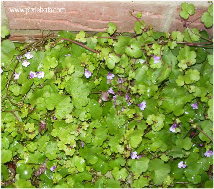 wild flower floor covering - dainty purple weed