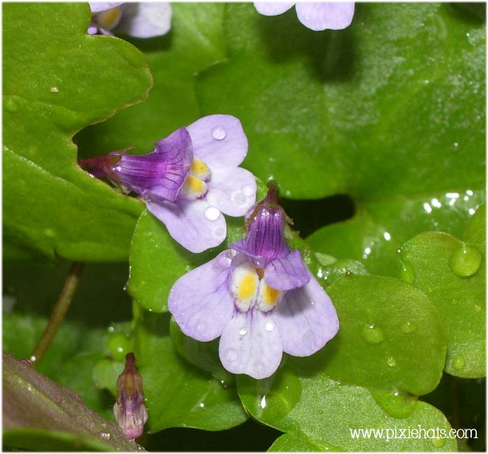Up close with the small pretty purple flowered creeping weed Pennywort!