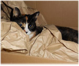Cats in packing paper!