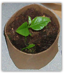 recycled seedling paper pot