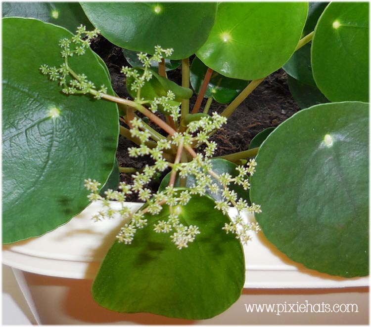 Flowering Chinese money plant - Pilea Peperomiodes