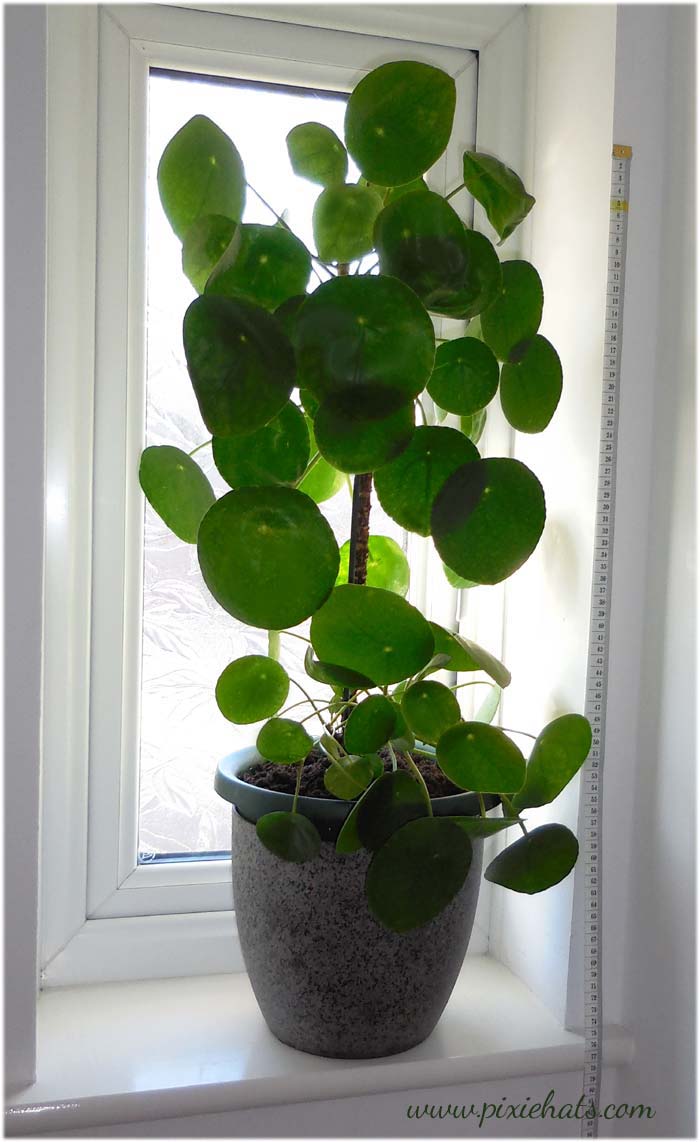 How tall does pilea peperomioides grow? Ours is currently 54cm