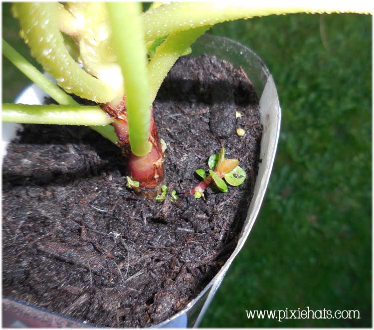 How Chinese Money plant Pilea Peperomioides reproduces itself