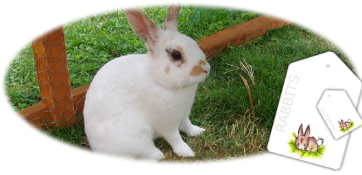 Bertie bunny - printables for fundraising