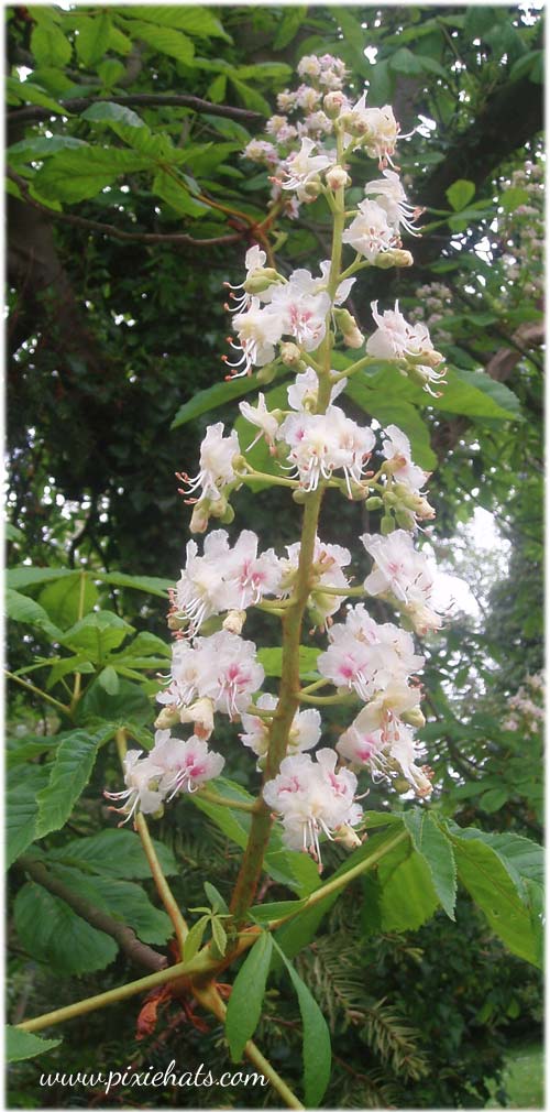 The flower spike of the horse chestnut conker tree
