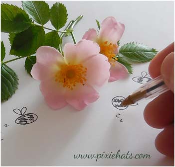 Sweet briar wild rose flowers and leaves
